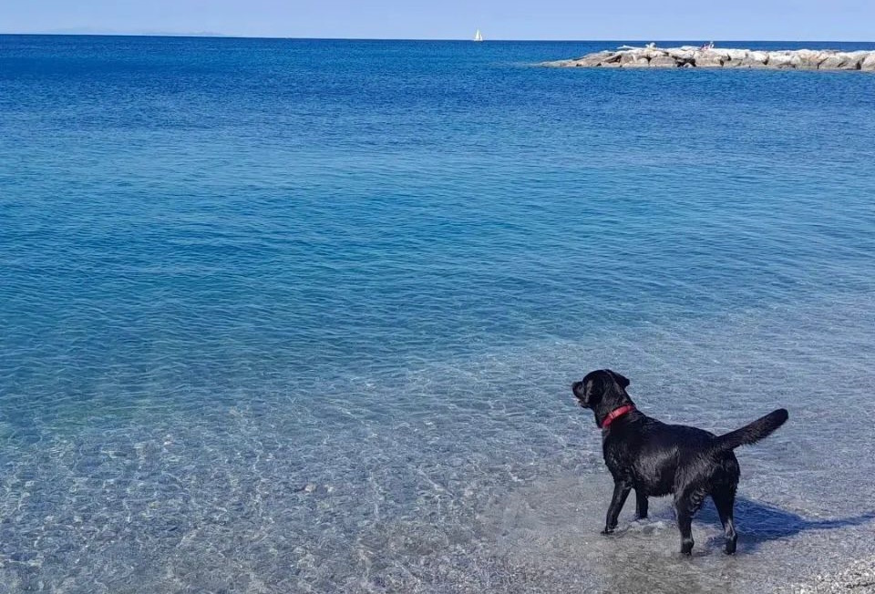Cane in ferie: pianificare per una vacanza sana per lui e noi